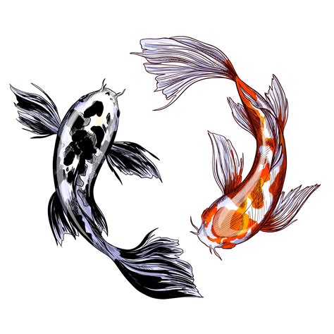 Koi Fish Colored Drawing