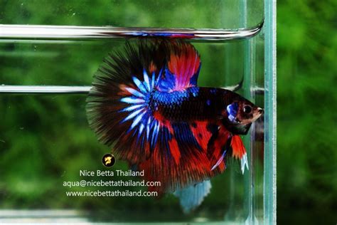 Koi betta for sale. .  ...