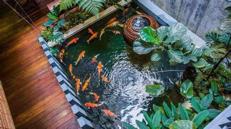 Koi fish/supplies