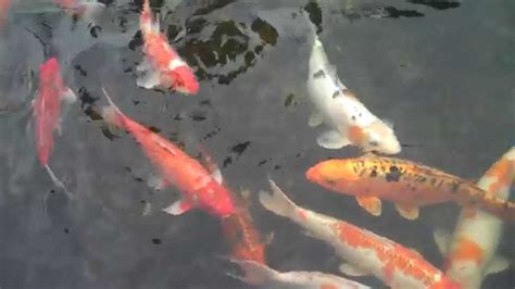 US Koi Ponds offers Pond Fish services in the Houston, TX 