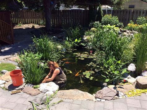 Koi pond maintenance. The koi pond cleaning process takes both time and skill. Done improperly, and the effects will be detrimental to your pond and the fish. We start by draining the water from the pond to do a thorough cleaning while safely housing the fish elsewhere as the cleaning takes place. Then the surfaces of your pond will be scrubbed and vacuumed to ... 
