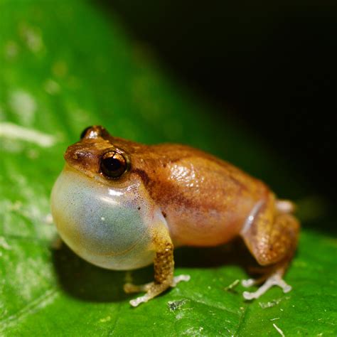 Koki frogs. The Coquí (Eleutherodactylus coqui) is a direct-developing terrestrial frog (Townsend and Stewart, 1985), endemic to Puerto Rico, that was accidentally introduced to the island of Hawaii via the nursery plant trade in the late 1980s (Kraus et al., 1999). 