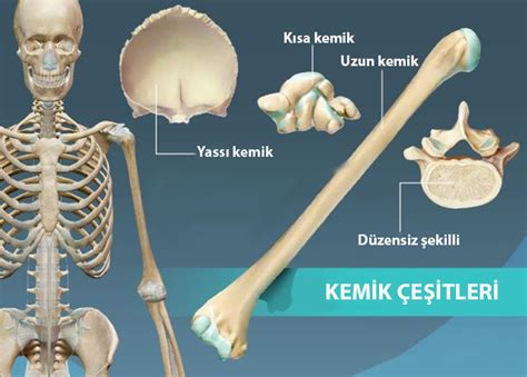 Kol ve bacaklarda bulunan kemik çeşidi