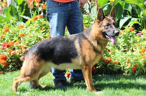 The average price for a German Shepherd puppy in Michigan ranges from $500 to $1,000. However, the price may be higher depending on the breeder and the pedigree of the dog. It is important to do your research to find a reputable breeder who cares about the welfare of their puppies. When you purchase a German Shepherd puppy, you are making a .... 