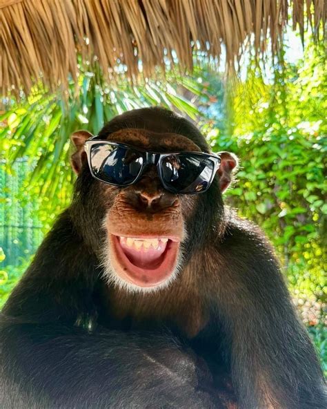 Komik Maymun Resimleri Pinterest.