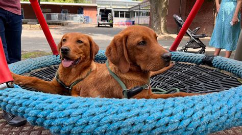 Komm hundeschule preise