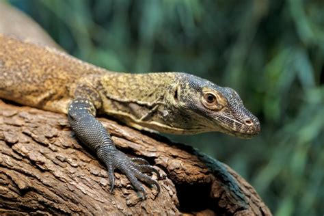 Komodo dragons turn one - Central Coast News