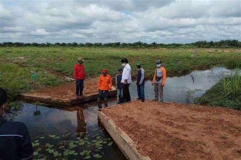 Kondisi Lahan Gambut di Tapin Kalsel Sudah Terdegradasi, Jadi …