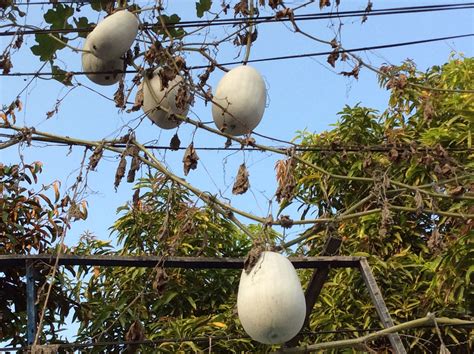 Kondol Halı ve Koltuk Yıkama