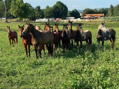 Konji za prodaju, quarter horse, paint horse, frizijac, criollo, ht