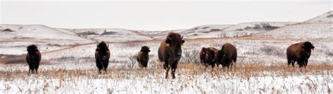 The Konza Prairie Biological Station will hold its annual bison roundup near the end of October. Animals will be sold in lots of 1-year-old males, 1-year-old females, 2-year-old females, adult cows of various ages, and adult bulls of various ages. Tag number, age, and weight will be provided for each animal. Weights will be taken on our scale ... 