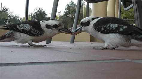 Kookaburra: THE WORLDS MOST DETERMINED BIRD - YouTube