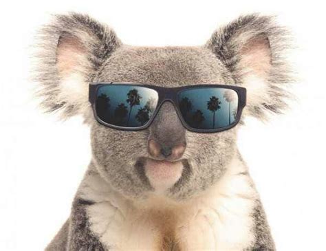 Kool koala. From her perch high up in the eucalyptus tree she spits mean rhymes on her new track KOOL KOALA. Blasting out all kinds of awesome koala facts for the viewers. Voiced by the very koool @lollyemmahiggs 🐨 with awesome beats by @richmusic and @sounddesignerfran and catchy koala lyrics by @eefaah81 @kimplaysrecords @herritynoel Tune into @rtejr ... 