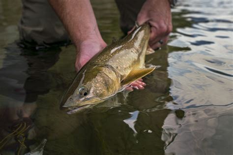 Kootenai River Outfitters Montana Fly Fishing Guides