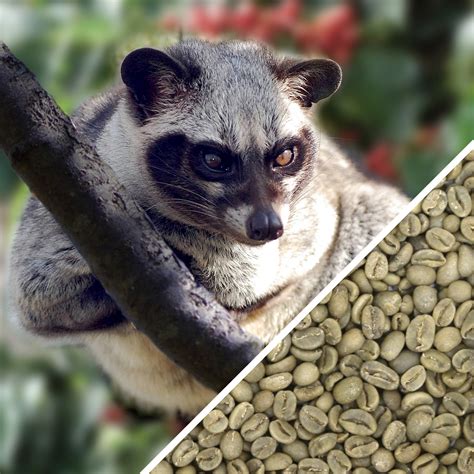 Kopi Luwak Coffee: What is Civet Coffee and is Poop Coffee Any …