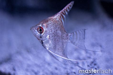 Kora Skalar Leaks 💦 [PPV]