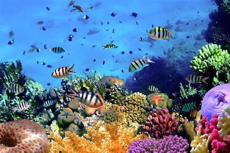 Koral. Korál červený. Některá data mohou pocházet z datové položky. Korál červený (Corallium rubrum) je z druhu mořského korálu ze třídy korálnatců. Vyznačuje se trvalou intenzivní červenou nebo červenooranžovou barvou svých tvrdých vnějších schránek, které se používají pro výrobu šperků. [1] Lze jej zaměnit s ... 