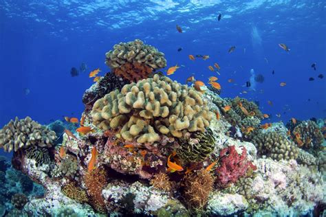 Korallrev hot