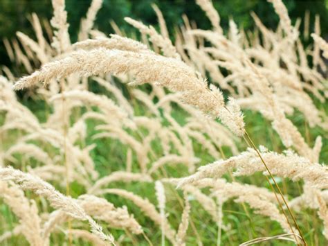 Korean Feather Reed Grass Info - Gardening Know How