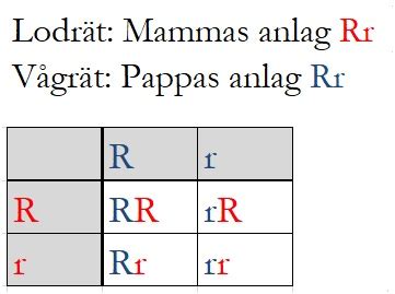 Korsningsschema övningar