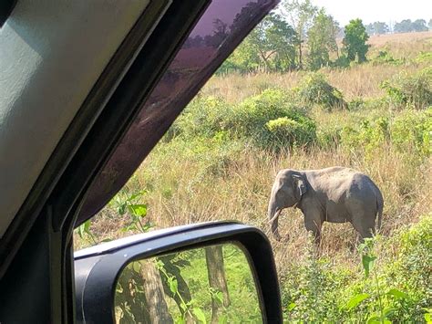 Koshi Tappu Wildlife Camp - Tripadvisor