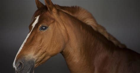 Kotledsinflammation häst