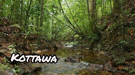 Kottawa forest.traveling to kottawa.Amezing Sri Lanka - YouTube