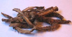 May 1, 1983 · The biscuitroot's root may be from 4" to 12" long but is only 1/4" to 3/4" wide. Larry J. Wells . When the Lewis and Clark expedition reached Idaho’s Lemhi Valley, its members were surprised to ... . 