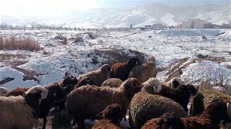 veodersti.rgarabwor.edu.pl. 