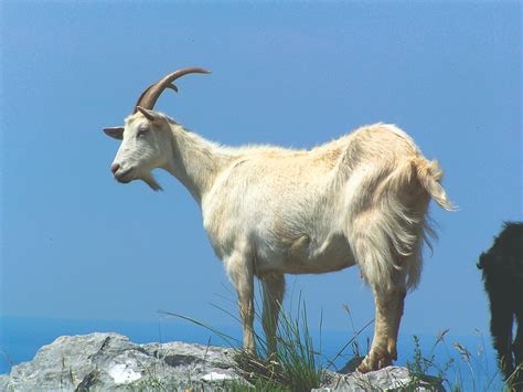 Koza Halı ve Koltuk Yıkama