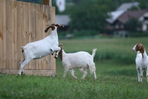 Koze. Alpska koza - plemenita mliječna rasa. Pogodna je za intenzivni (štalski), ekstenzivni i kombinovan uzgoj. Koze mogu uništiti biljni pokrov čitavih područja i time doprinijeti dezertifikaciji, jer pojedu gotovo svo bilje, zajedno s korijenjem. Koze su se sve do početka 20. vijeka često koristile i za vuču. 