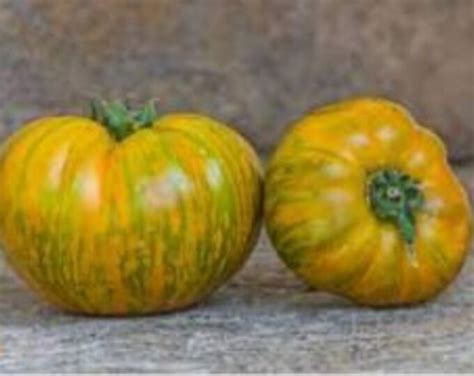 Kozula 179 Tomato Seeds - Etsy