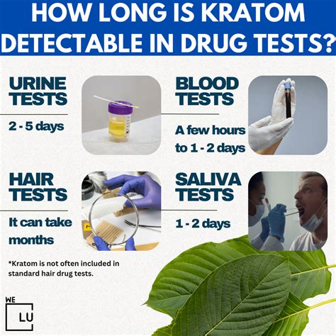 Kratom Drug Test: How Long Does Kratom Last In …