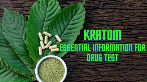 Kratom Essential Information For Drug Test