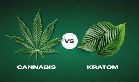 Kratom vs. Cannabis