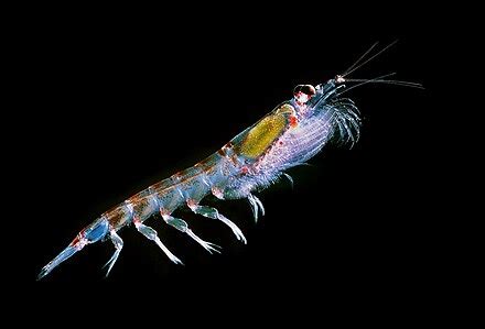 Krill fishery - Wikipedia