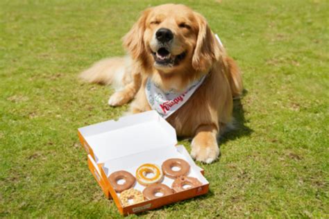Krispy Kreme unveils limited edition pup’kin spice doggie donuts for National Dog Day