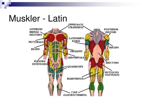 Kroppens anatomi muskler