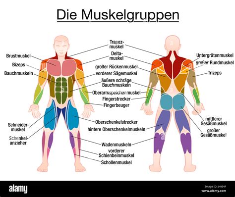 Kroppens muskler