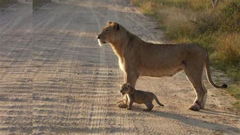 Kruger National Park: Did ELEPHANT HELPS LIONESS carry cub