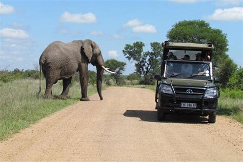 Kruger Safari From Johannesburg - Compare 247 Tours