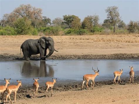 Kruger o Serengeti? - Forum Sudafrica - Tripadvisor