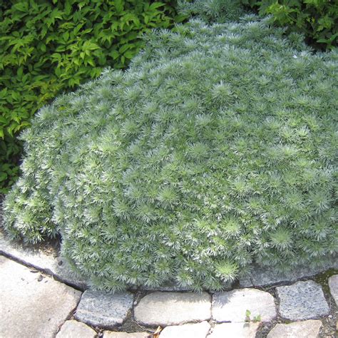 Krypmalört klippa ner