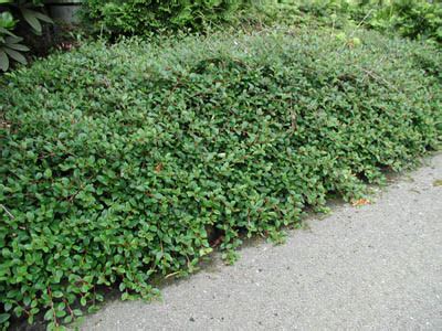 Krypoxb&auml;r - Blomsterlandet