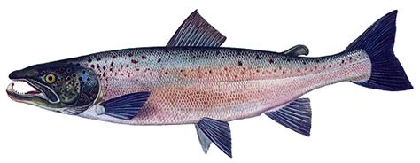 Kselotos Onlyfans Leak XxX 66 Vids