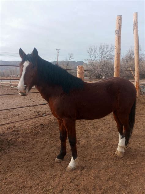 Ksl classifieds horses for sale. Find ranch horses for sale near you or sell to local buyers. Search listings for ranch horses and other items on KSL Classifieds. 
