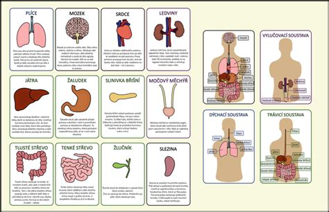 Který orgán v těle je nejtěžší?