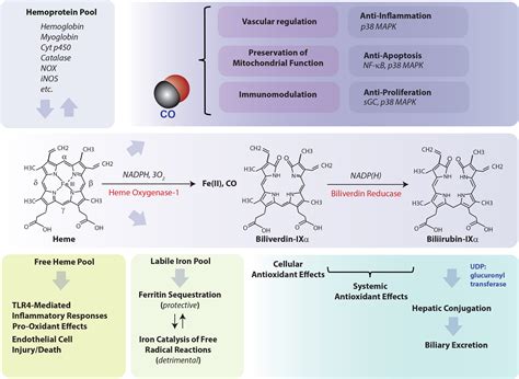 Ktx Approach To Cytoprotection de SL
