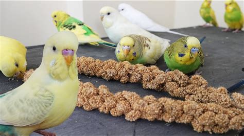 Kuşların en sevdiği yiyecekler