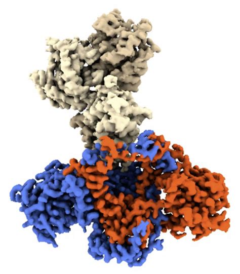Ku protein. The DNA-dependent protein kinase catalytic subunit (DNA-PKcs) has a central regulatory role in NHEJ repair and is a large (469 kDa) serine/threonine protein kinase belonging to the phosphatidylinositol-3-OH kinase (PI3K)-related protein family. DNA-PKcs functions together with Ku, which is a heterodimer of Ku70 and Ku86. 